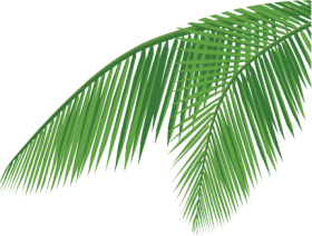 coconut leaf