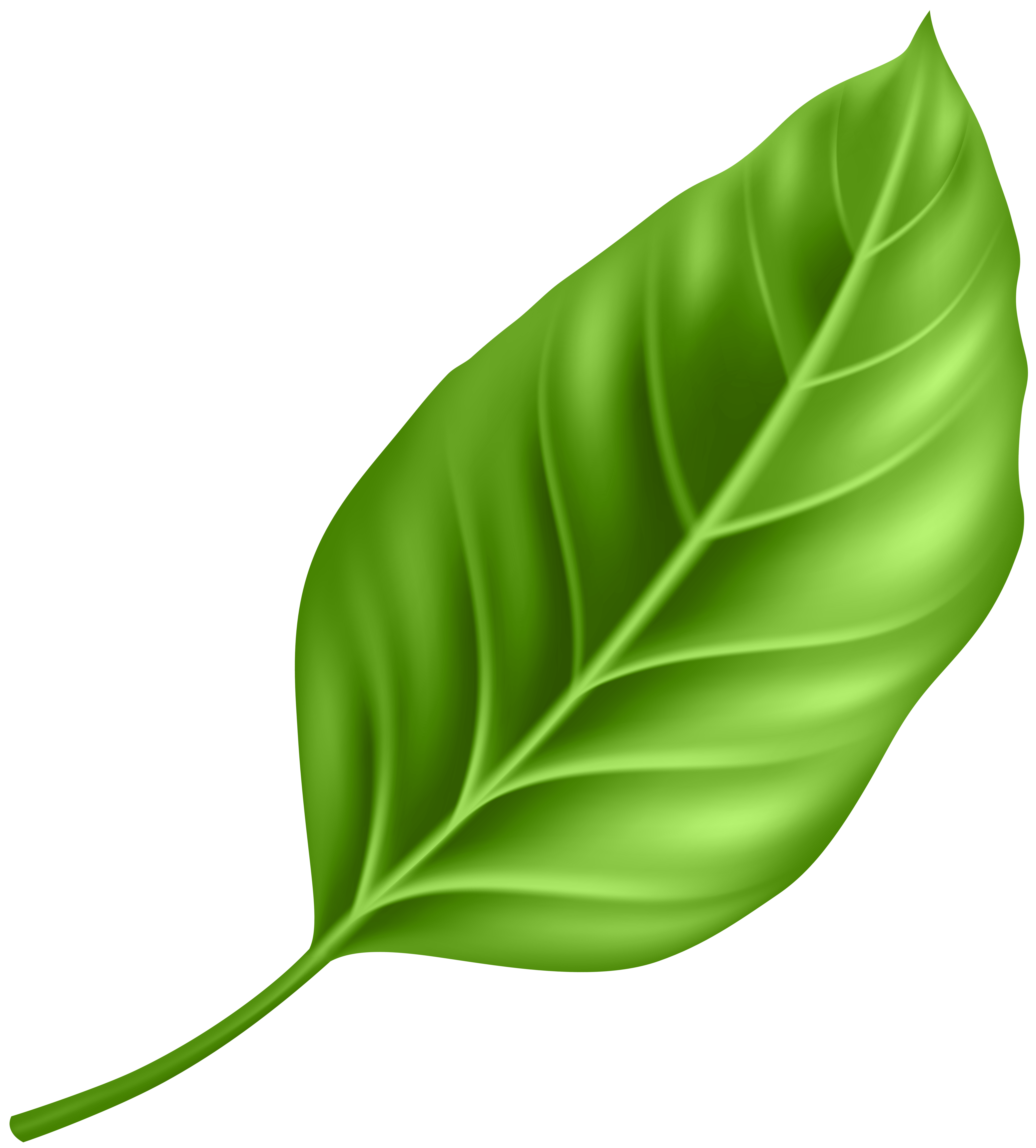 leaf